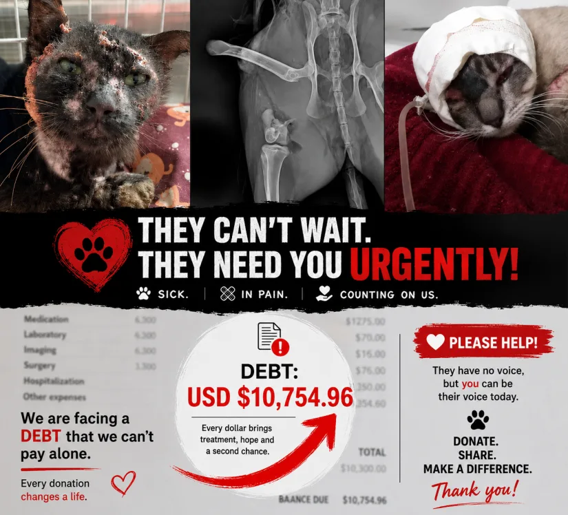 Rescued kittens in need of care