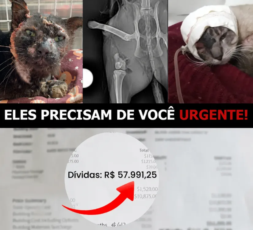 Gatitos rescatados que necesitan cuidados