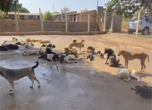Brave Heart Shelter